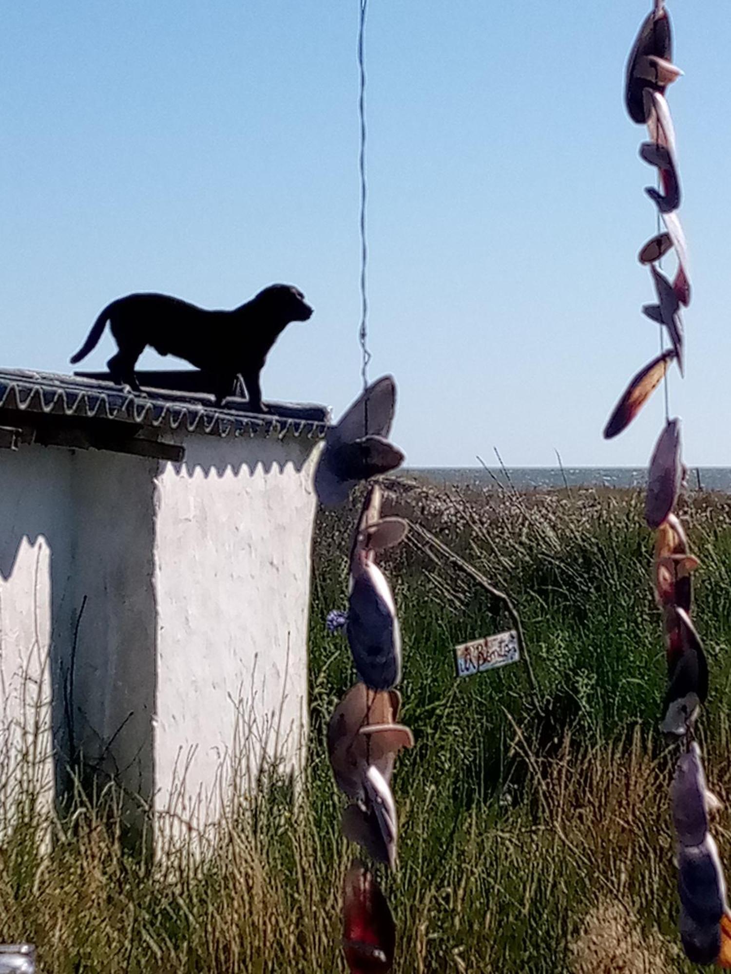Buenas Vibras Vandrarhem Cabo Polonio Exteriör bild